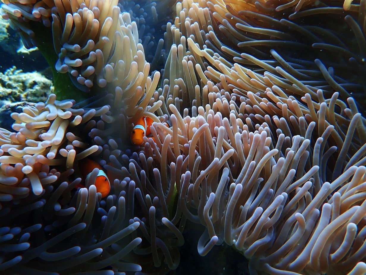 Educational 3-Day Palawan Island Camping Package with Accommodation and Course Certificate