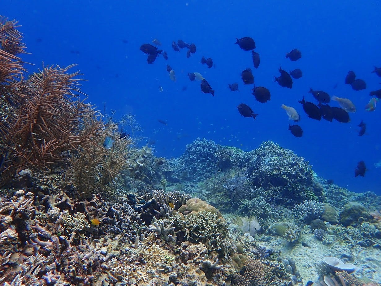 Educational 3-Day Palawan Island Camping Package with Accommodation and Course Certificate - day 1