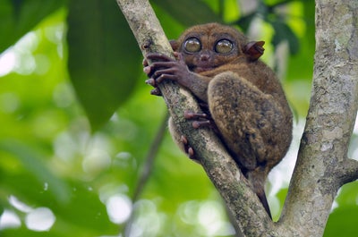 10-Day Bohol, Cebu & Siargao Islands Breathtaking Beaches and Nature Tour Package from Manila City - day 2