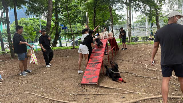 Basic Dog Tricks & Training Lessons & Walking Tour at BGC | 2 Hours & 30 Minutes