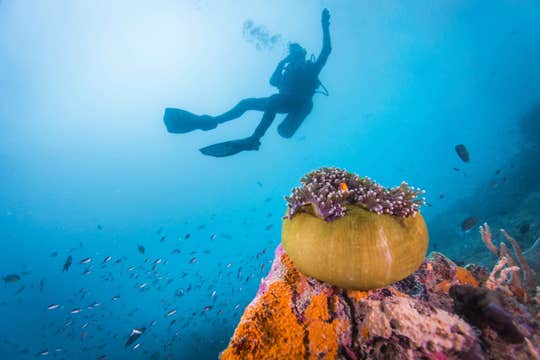 Thrilling 12-Day Palawan & Cebu Islands Diving Package from Manila City