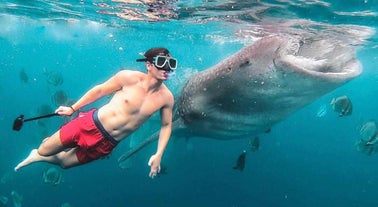 Private Oslob Whale Shark Watching, Sumilon Island, Tumalog Falls Day Tour with Transfers