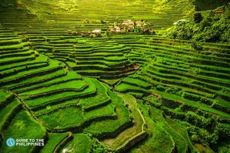 A breathtaking view of Banaue Rice Terraces, a scenic stop in this tour package to Sagada town and Buscalan tattoo village