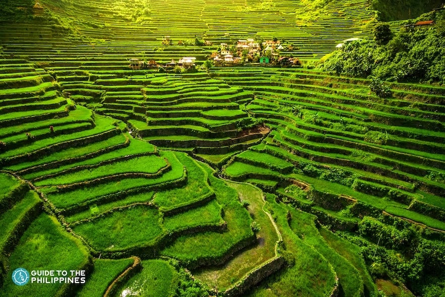 A breathtaking view of Banaue Rice Terraces, a scenic stop in this tour package to Sagada town and Buscalan tattoo village