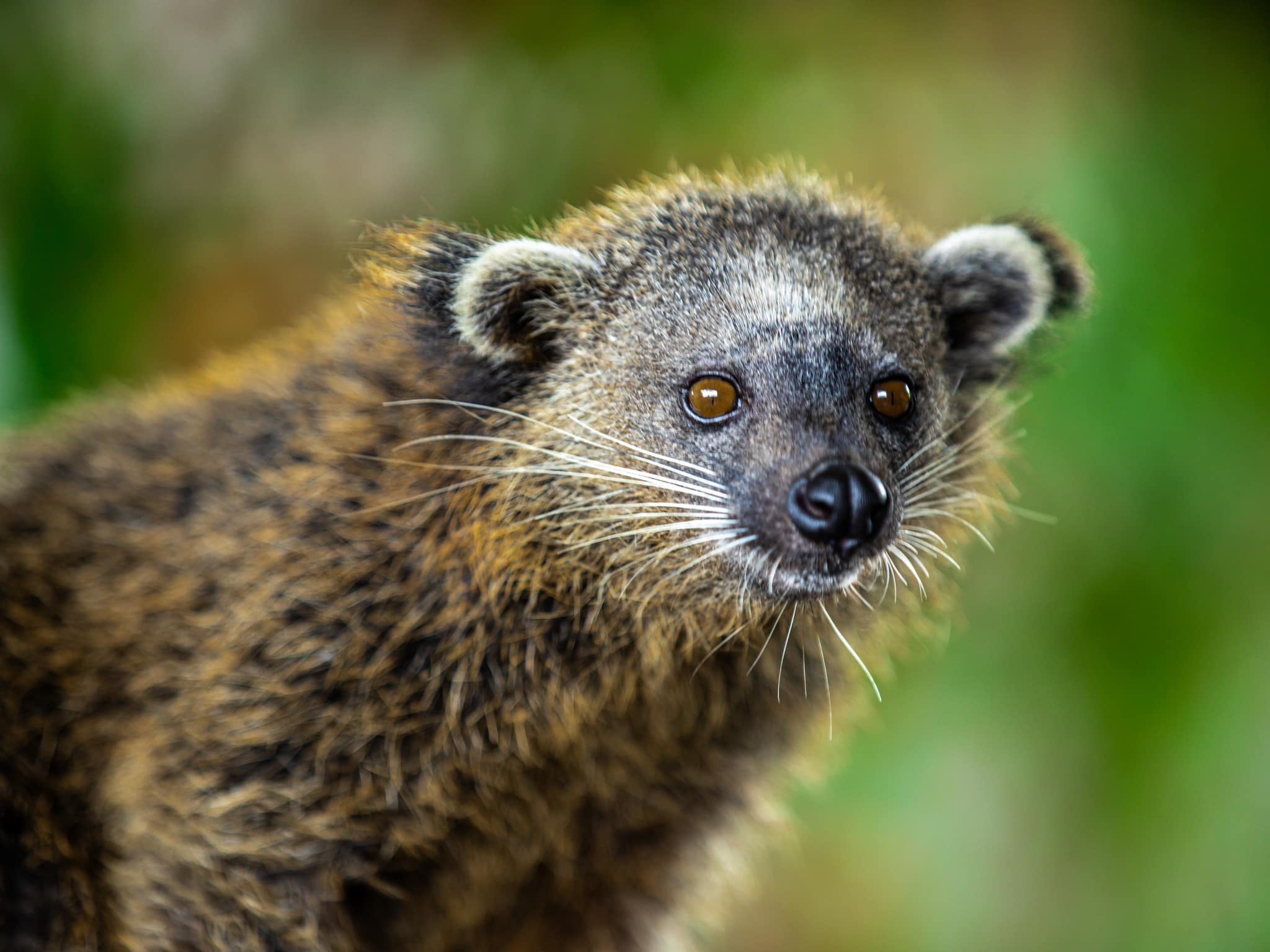 Bearcat in Clark Safari