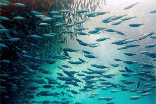 The mesmerizing sardine run experience in Cebu Island Province, which you will try during this 10-day tour package