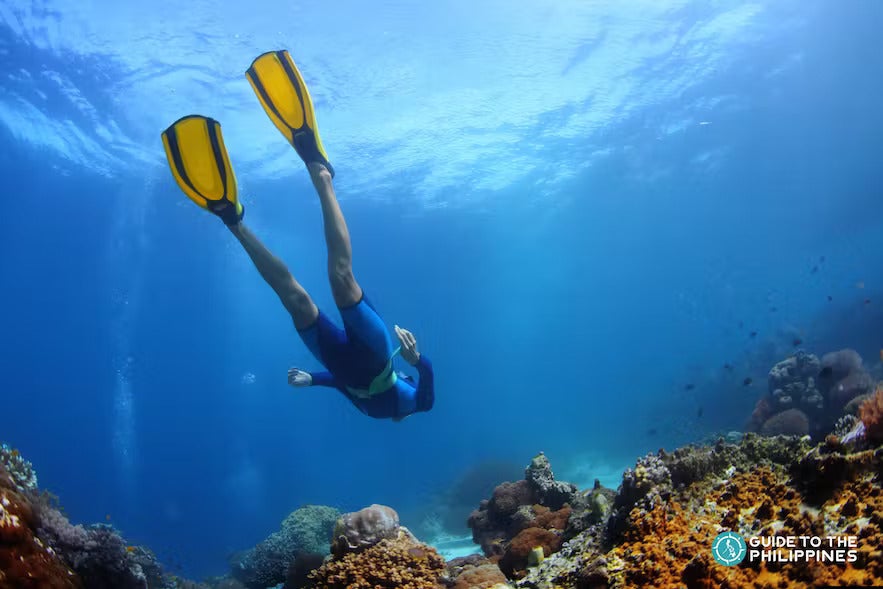 Diving in Balicasag Island Bohol Diving in Balicasag Island Bohol