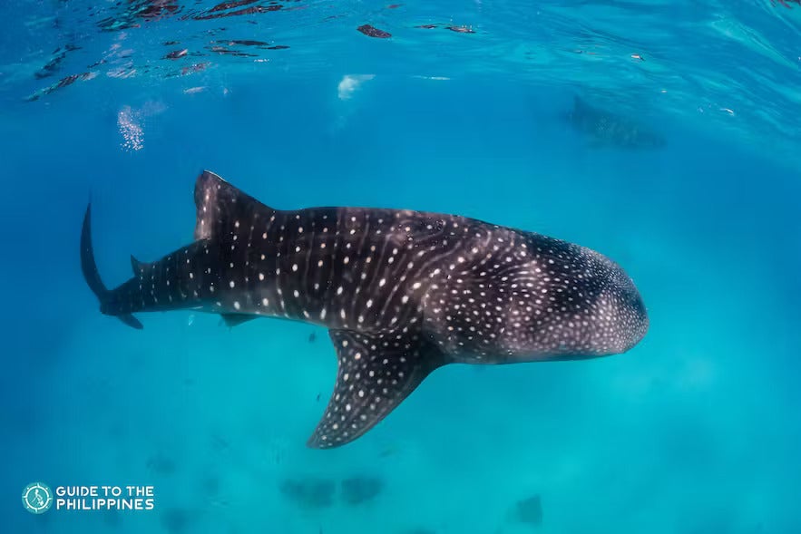 Donsol Sorsogon whale shark Donsol Sorsogon whale shark
