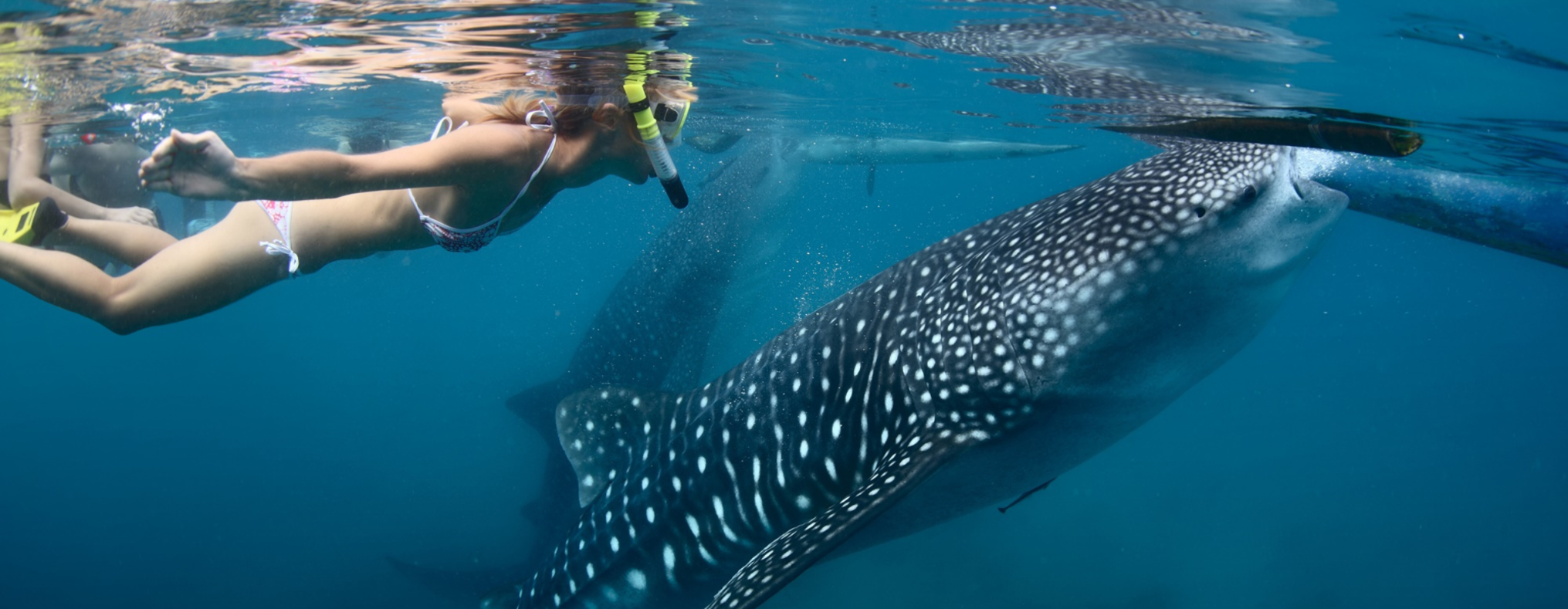 Whale shark watching tour in Oslob, Cebu