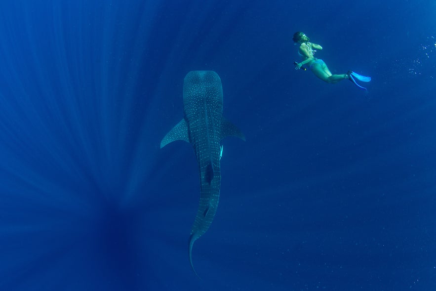 Puerto Princesa Whale Shark Watching Tour  Puerto Princesa Whale Shark Watching Tour