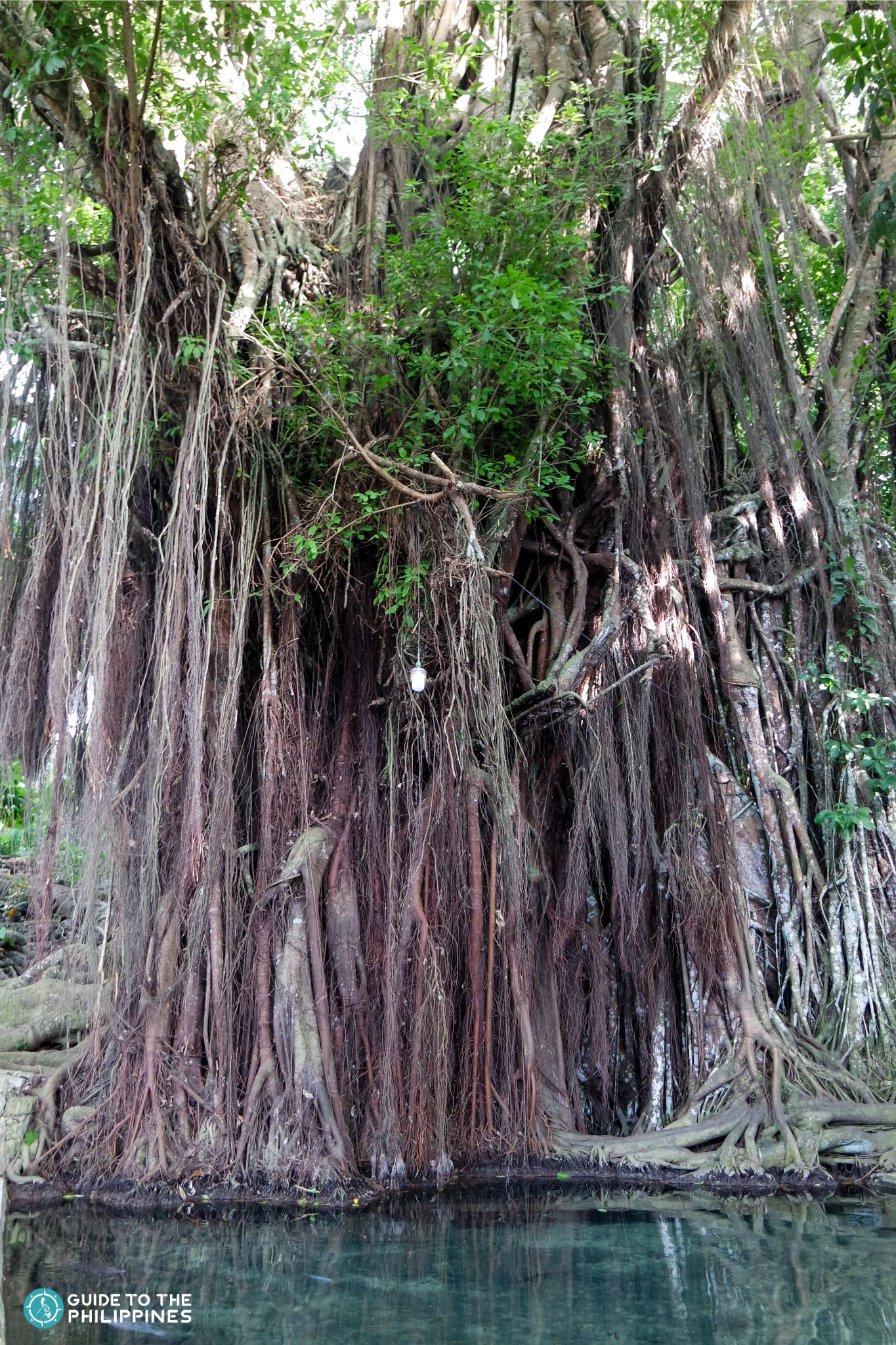 Siquijor Enchanted Tree