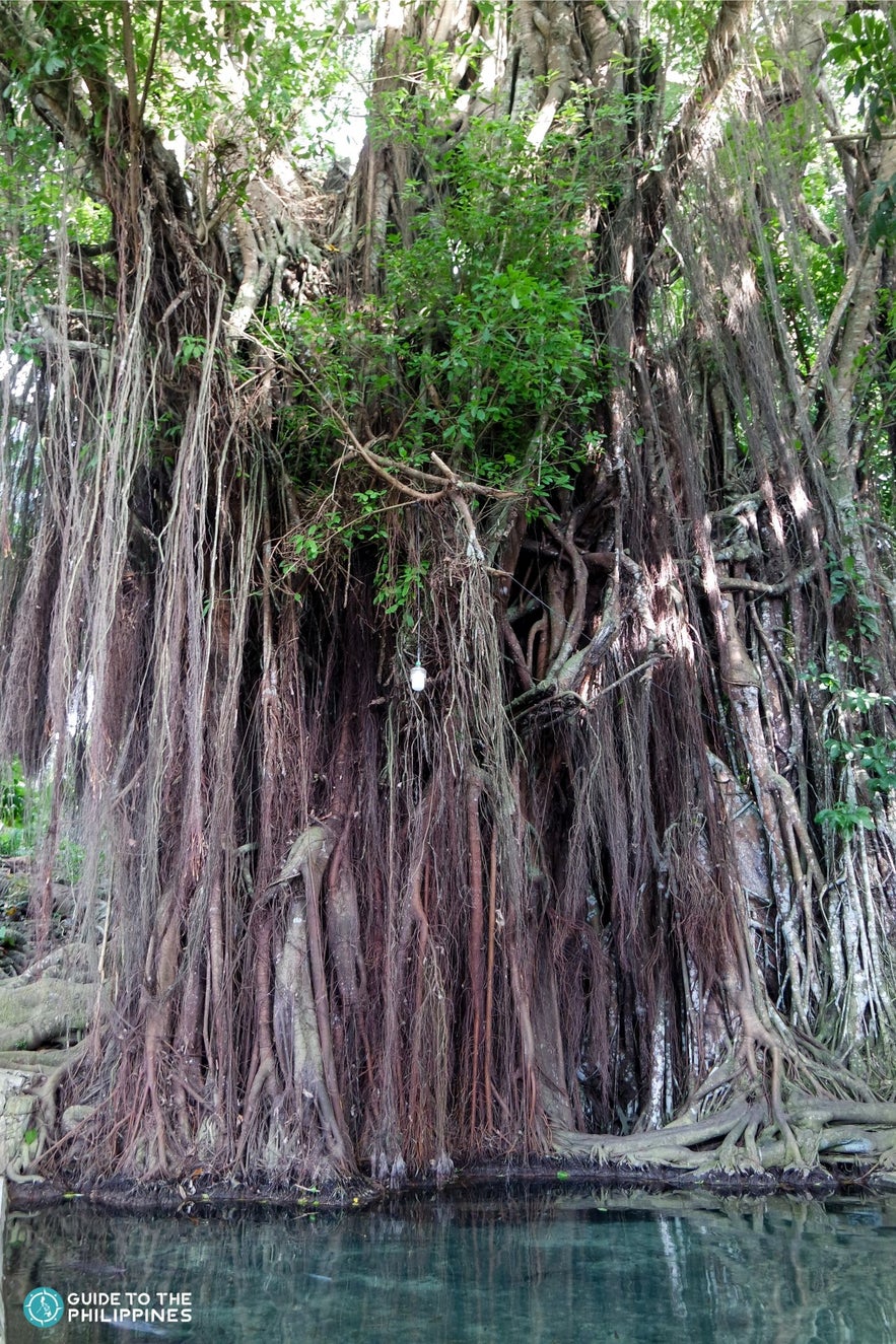 Siquijor Enchanted Tree Siquijor Enchanted Tree