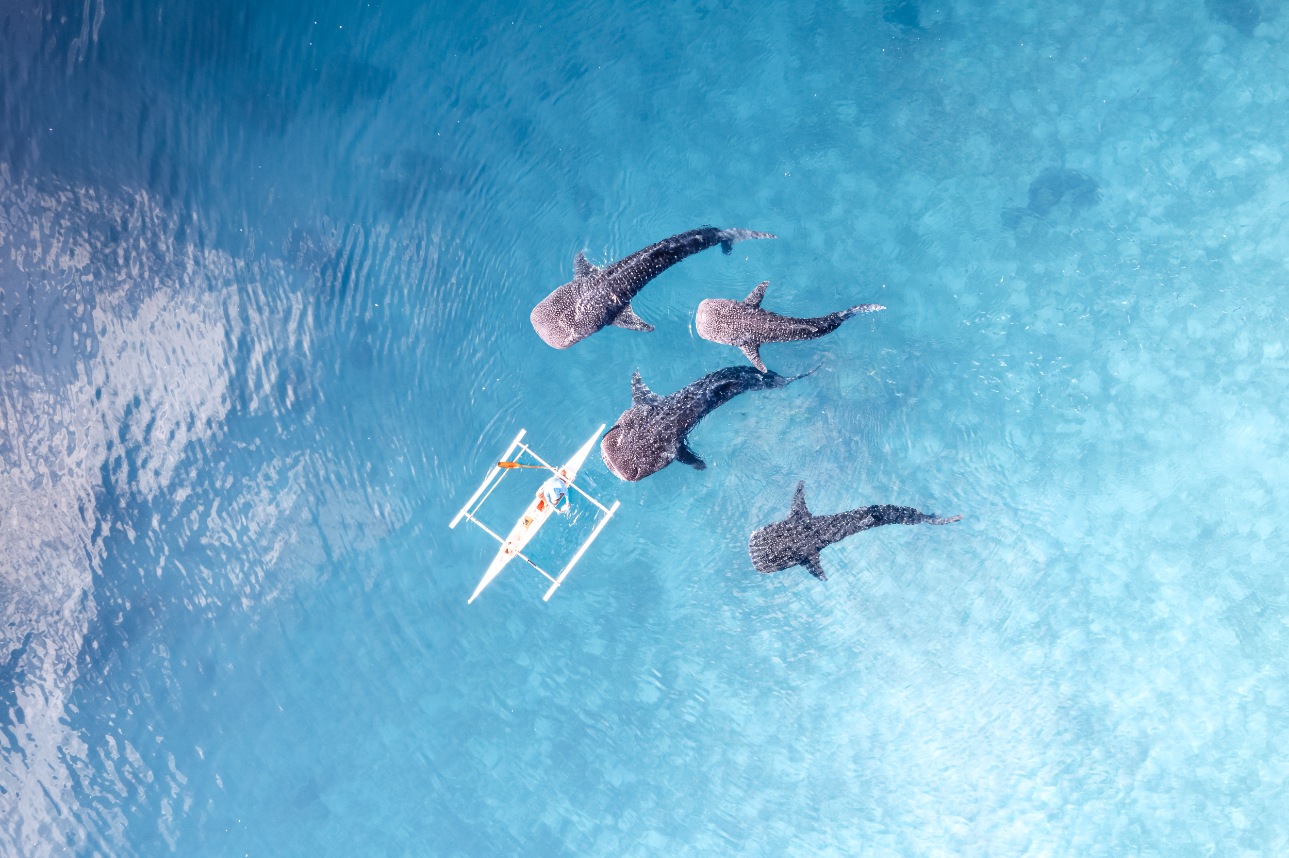 Whale sharks gliding through the clear waters off Oslob town in Cebu Province, a must-see marine encounter included in this family tour package in the Philippines.
