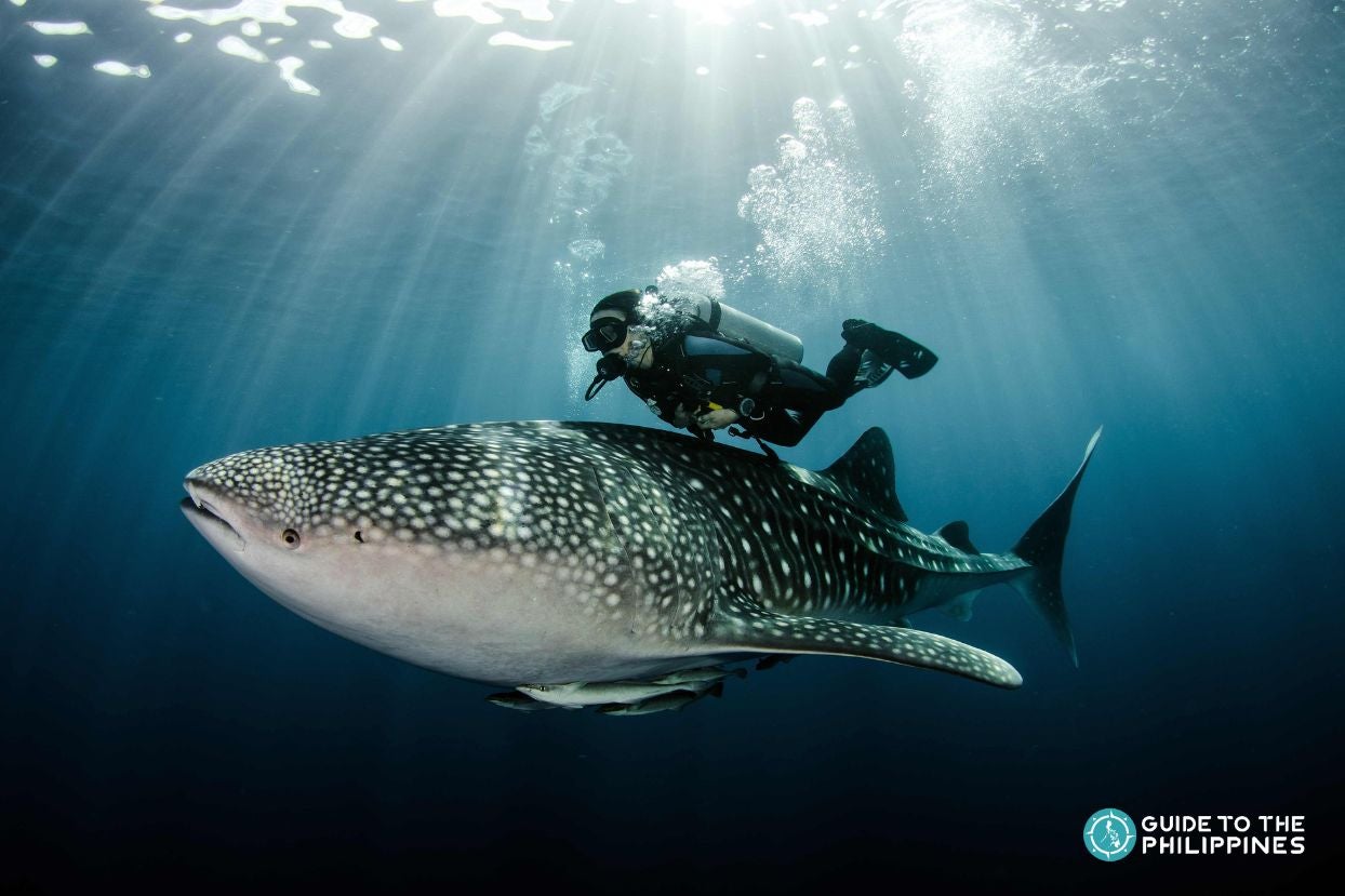 Swimming with whale shark in Cebu
