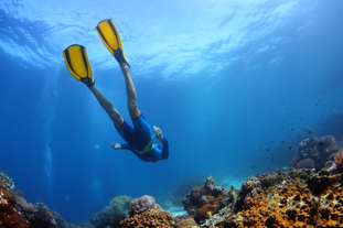 diving in Panglao Bohol