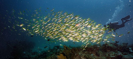 Top Banner (Diving in El Nido).jpg
