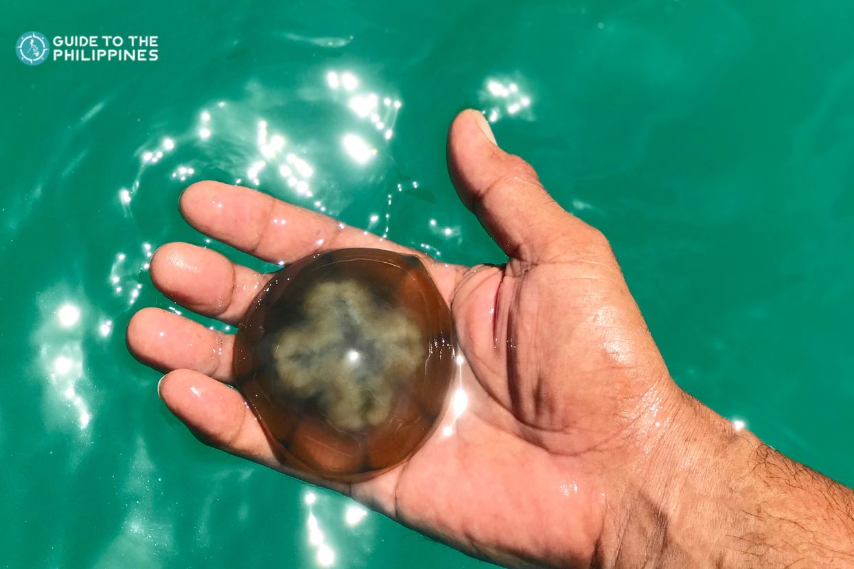Man holding a stingless jellyfish at Sohoton Cove