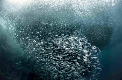 12-Day Nature Tour Package to Laguna Province & Islands of Cebu, Bohol & Siquijor from Manila City - day 5