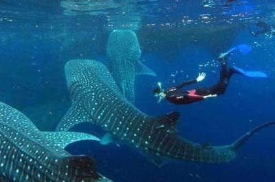 Best 15-Day Thrilling Adventures Tour Package from Manila City - day 9