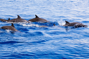 Bais Dolphin Watching and Manjuyod Sandbar Tour with Lunch & Transfers from Dumaguete City