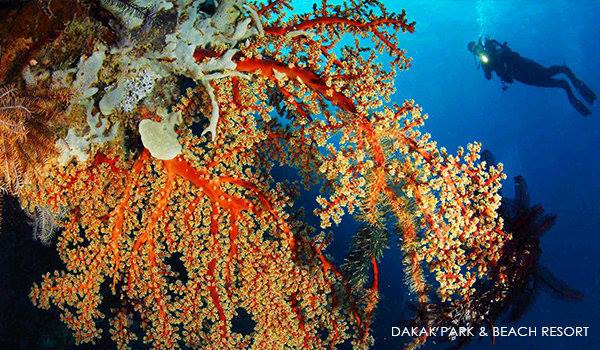 Marine life in Dakak Bay, Zamboanga del Norte