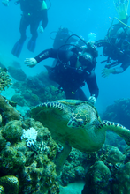 Introductory Dive in Anilao Batangas with Complete Gear & Divemaster Assistance