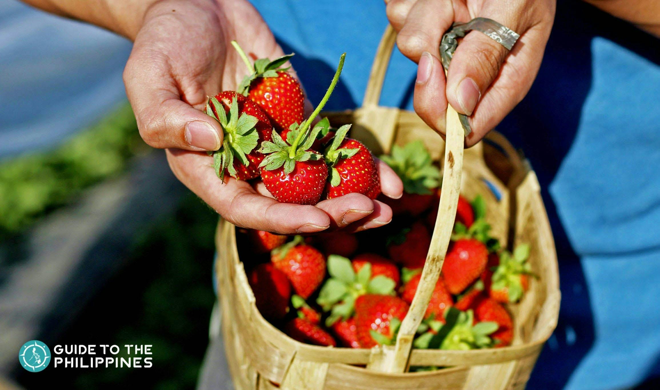 freshly picked strawberries from the strawberry farms in La Trinidad