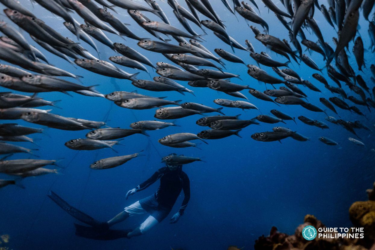 Sardine Run in Cebu