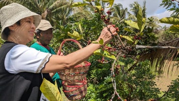 Carefully handpicking ripe coffee cherries during a coffee farm tour near Tagaytay City
