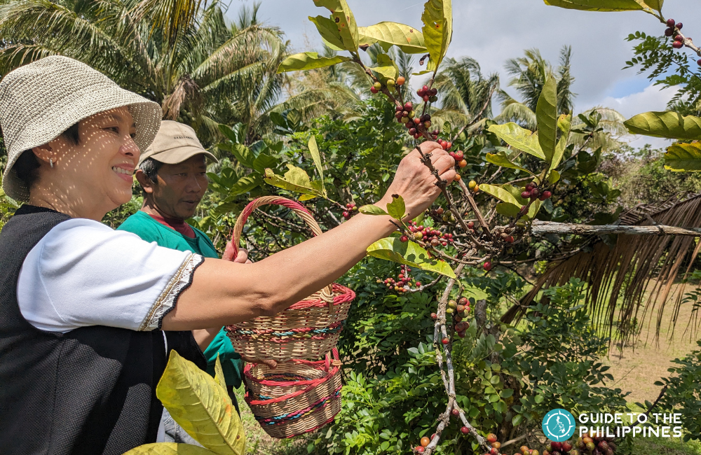 Coffee farm tour at ECHOfarms