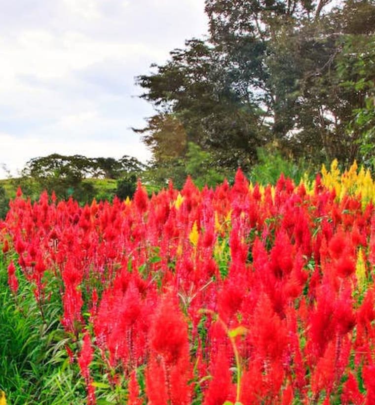 Cebu Travel Masters.jpg