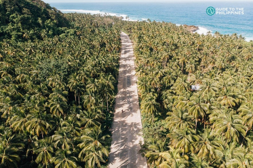 Palm tree lined road Siargao motorcycle Palm tree lined road Siargao motorcycle