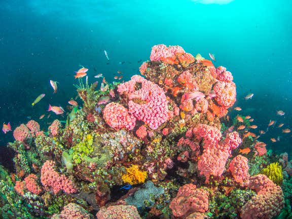 Batangas Freediving Basic Workshop with Lunch, Gear Rental, E-Certificate & Shirt