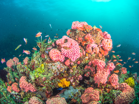 Batangas Freediving Basic Workshop with Lunch, Gear Rental, E-Certificate & Shirt