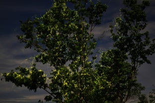 A tranquil scene of the Loboc River at night, illuminated by the soft glow of hundreds of fireflies, creating a magical atmosphere during a firefly watching tour in Bohol Island.