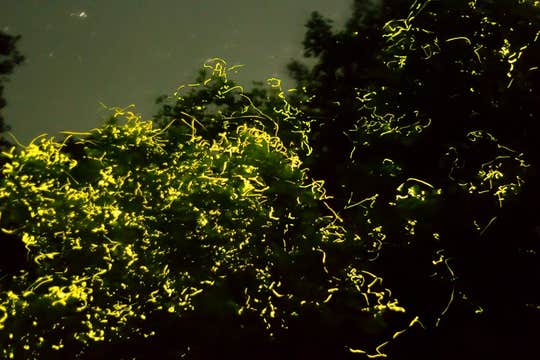 Firefly Watching Tour in Bohol Island on a Stand Up Paddleboard