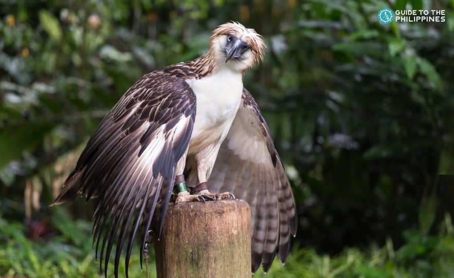 Philippine Eagle in Davao Philippine Eagle in Davao