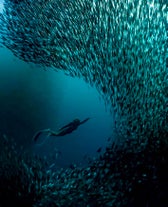 See the sardine run in Moalboal