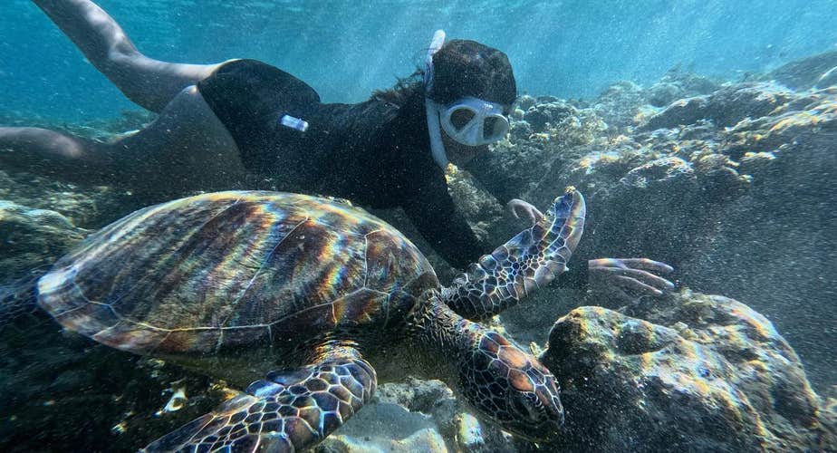 Get a chance to see turtles in the waters of Moalboal