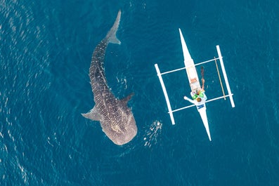 Whale shark in Oslob