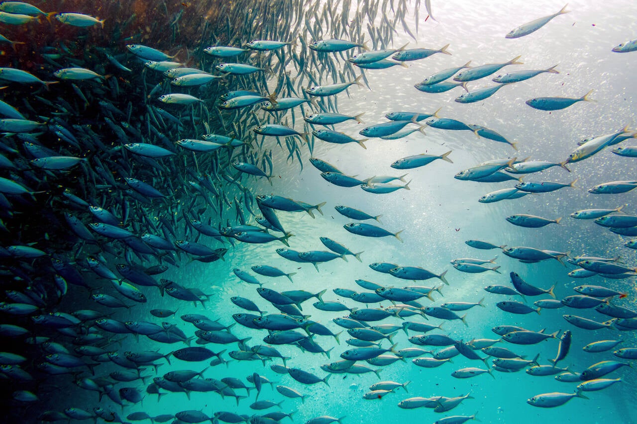 Sardine run activity