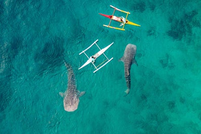 Oslob Whaleshark Watching