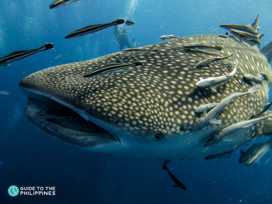 A whale shark in the Philippines A whale shark in the Philippines