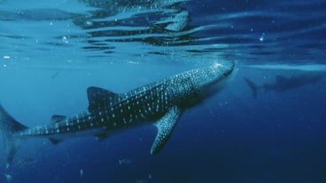 Whale sharks in Oslob, Cebu