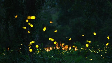 A firefly-watching tour in Puerto Princesa City treats you to a breathtaking nighttime spectacle of glowing fireflies.