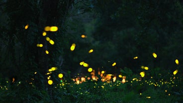 Fireflies at night