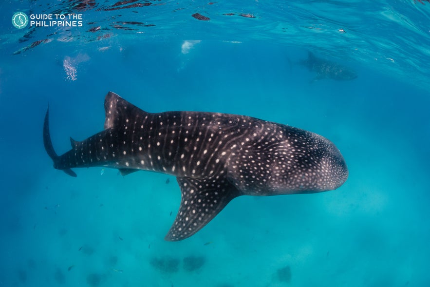 Oslob, Cebu Oslob, Cebu