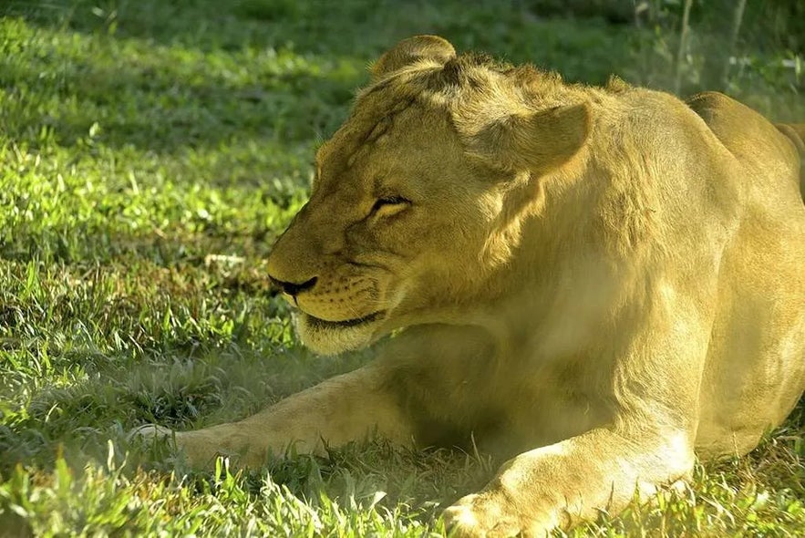 Cebu Safari and Adventure Park Cebu Safari and Adventure Park