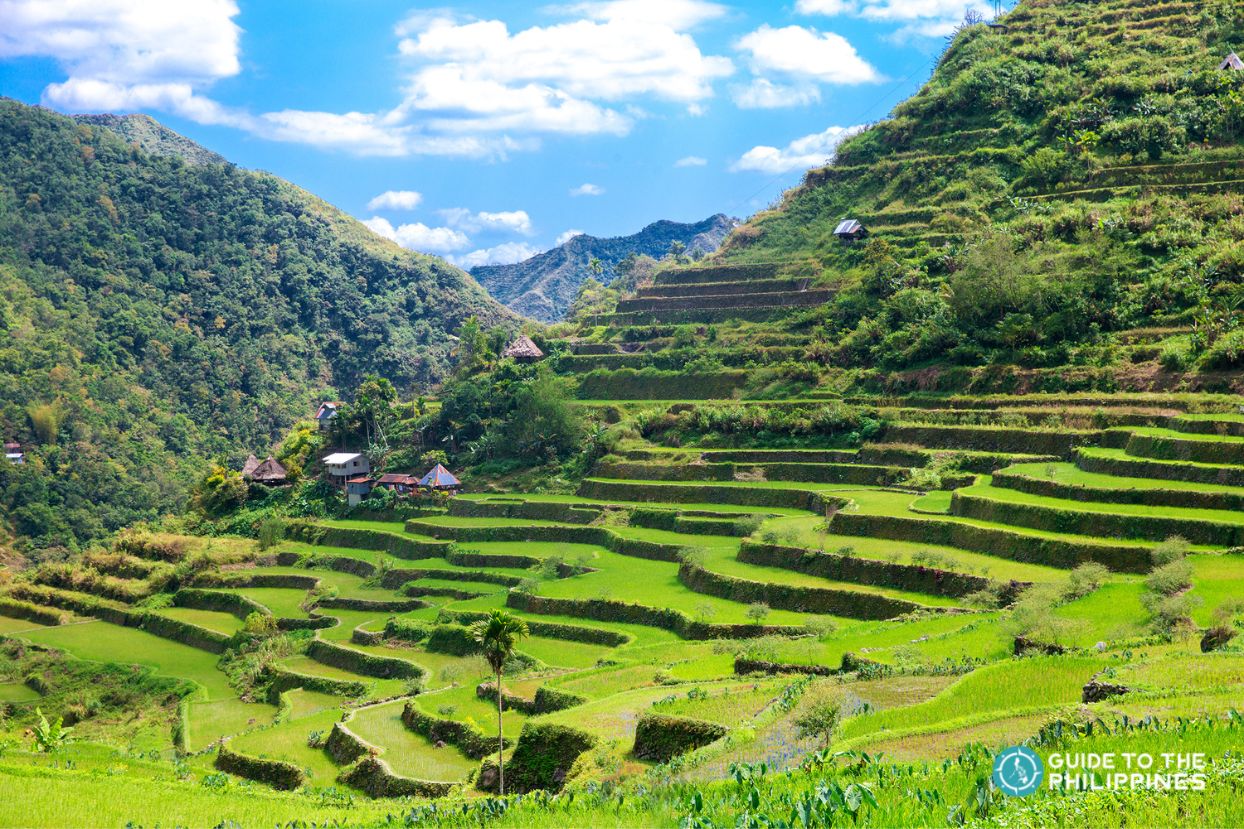 Banaue Rice Terraces