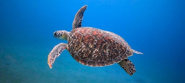 Turtle Point